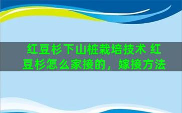 红豆杉下山桩栽培技术 红豆杉怎么家接的，嫁接方法